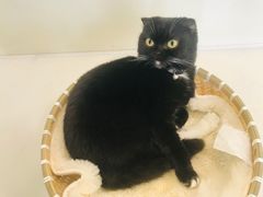 -共舞时光猫咖·狗咖(新街口店)