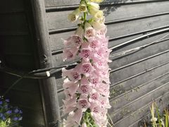 -上海鲜花港