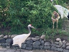 -西霞口神雕山野生动物世界