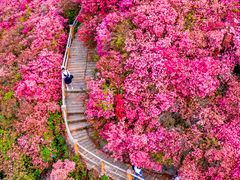 -木兰云雾山