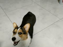 -宠福鑫康馨动物医院·骨科·眼科