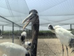 -盐城丹顶鹤湿地生态旅游区