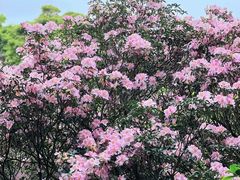 -梧桐山风景名胜区
