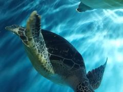 -锦艺城海洋馆