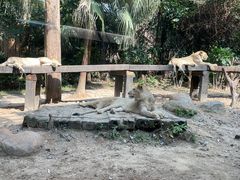 -广州长隆野生动物世界