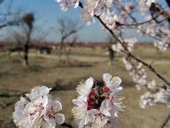 -灌云梅园景区