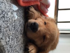 iphone_upload_pic-爱侣宠医·鹦鹉专科·小型哺乳类·异宠专科(灵石路店)