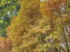 -桤木河湿地公园