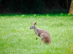 -杭州野生动物世界