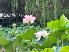 -莲花池公园