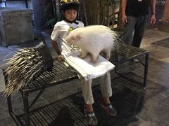 -清迈夜间动物园