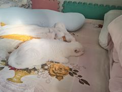 -中国农业大学动物医院
