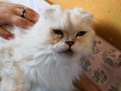 -猫猫幼稚园·撸猫·桌游·电玩