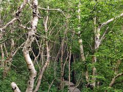 -白草畔自然风景区