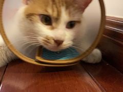 -关爱宠物医院·猫科中心·消化科(滨湖万达分院)