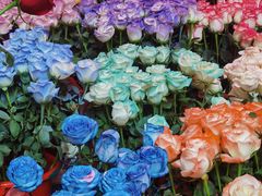 -越秀西湖花市(广州城市广场花卉店)