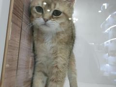 -李小姐の猫咖啡馆(五角场店)