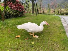-黄山悦榕庄明月白云餐厅