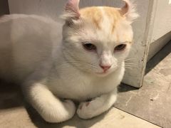 -猫小院猫主题餐厅(三里屯店)