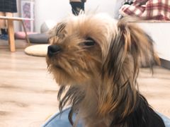 -浣熊柯尔鸭土拨鼠·电玩咖