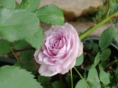 景观位-瑭风赏阁