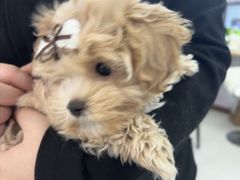 -翊宠yipet猫狗购宠庄园犬舍•猫舍