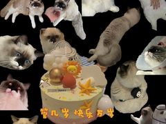 -佳怡动物医院·平价24小时·猫专科骨外科