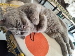 -平行世界·猫咖(首经贸店)