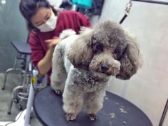 -PETKIT小佩宠物·低压洗护(国顺东路店)