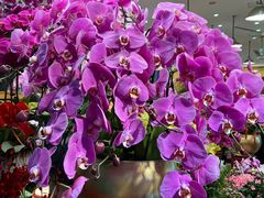 -双季花艺园艺市场(浦东店)