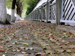 -南汇桃花村