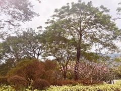 -风云岭森林公园