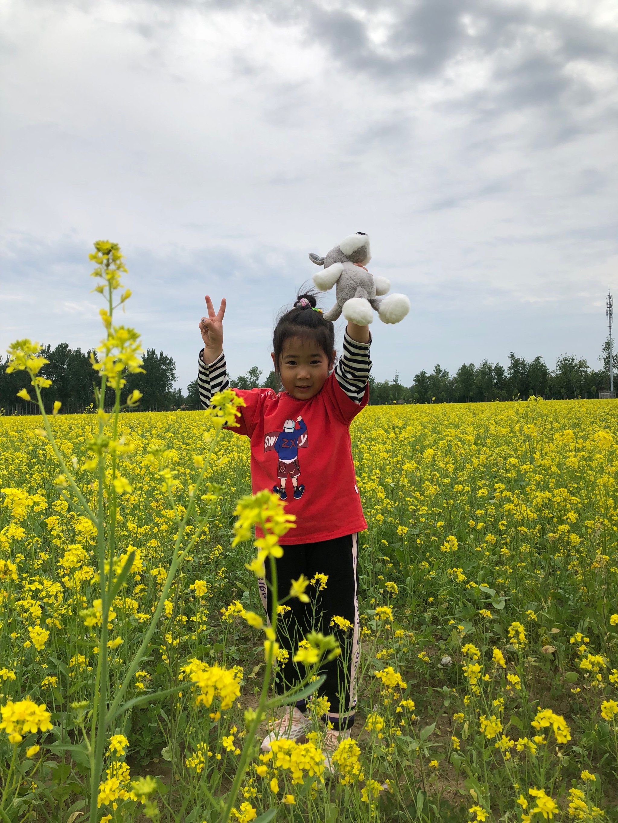 楼台村油菜花图片