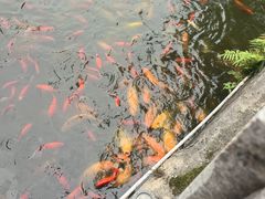 -谢怀亮芝麻茶