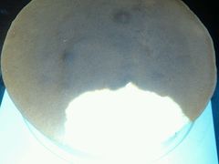 -极致味道动物奶油生日蛋糕(时尚店)