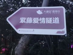 -大塘金香草谷