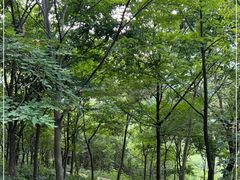 -南京老山国家森林公园