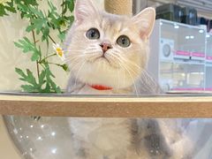 -lincat·猫舍(广州店)
