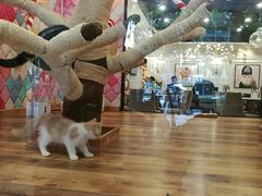 -袖虎·猫馆(体育西路店)