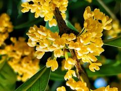 -亭林园-华藏寺