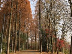 -东平国家森林公园