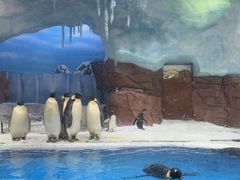 -海合安成都极地海洋公园
