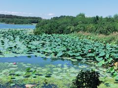 -丁香湖公园