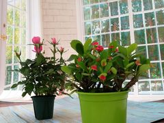 -龙湖东院农庄(乡间小路店)