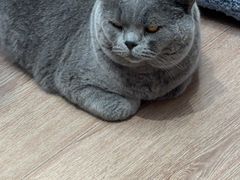 -有猫主题·治愈系猫咖(曾厝垵店)