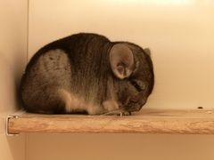 -龙猫仔乐园(惠福东路店)