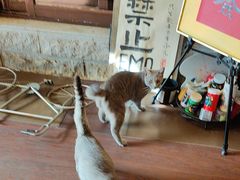-猫岛主趣味餐厅(鼓浪屿店)