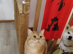-柴迷FANS CLUB·柴犬狗咖·猫咖