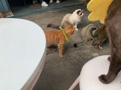 -喵屿·大理花园猫咖