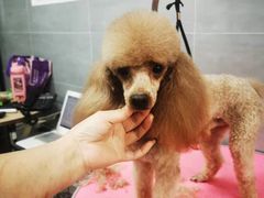 -宠福鑫康馨动物医院·骨科·眼科